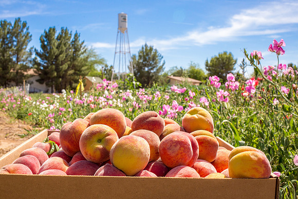Schnepf Farms Peach Festival